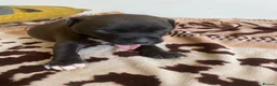 Mixed Breed dogs for sale: Amazing American Staffordshire pups for sell in Woodford Green - Advert 13