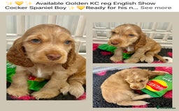 Cocker Spaniel dogs for sale: 4⭐️Licensed KC Reg English Show Cocker Spaniel - Image 4