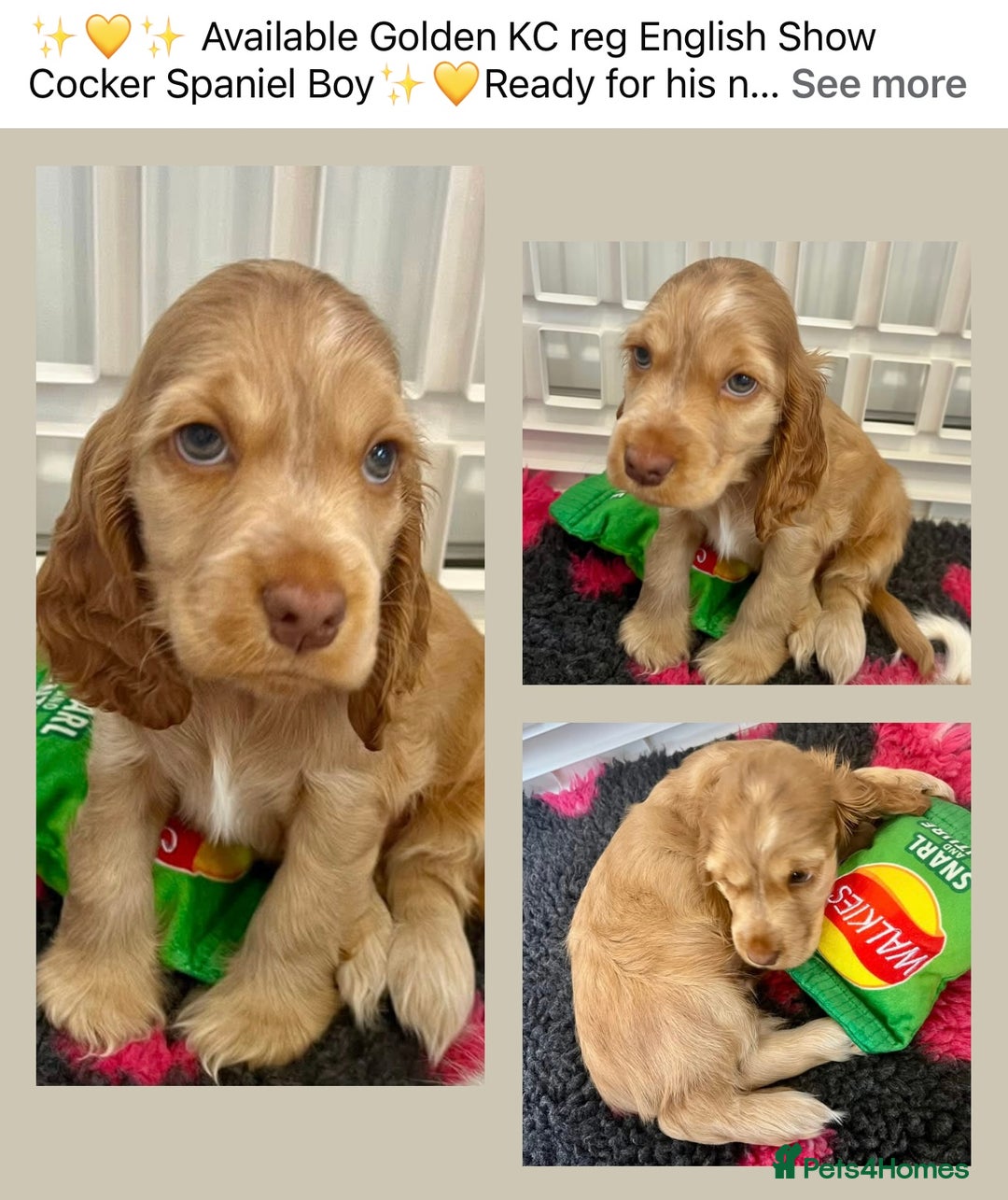 Cocker Spaniel dogs for sale: 4⭐️Licensed KC Reg English Show Cocker Spaniel - Image 4