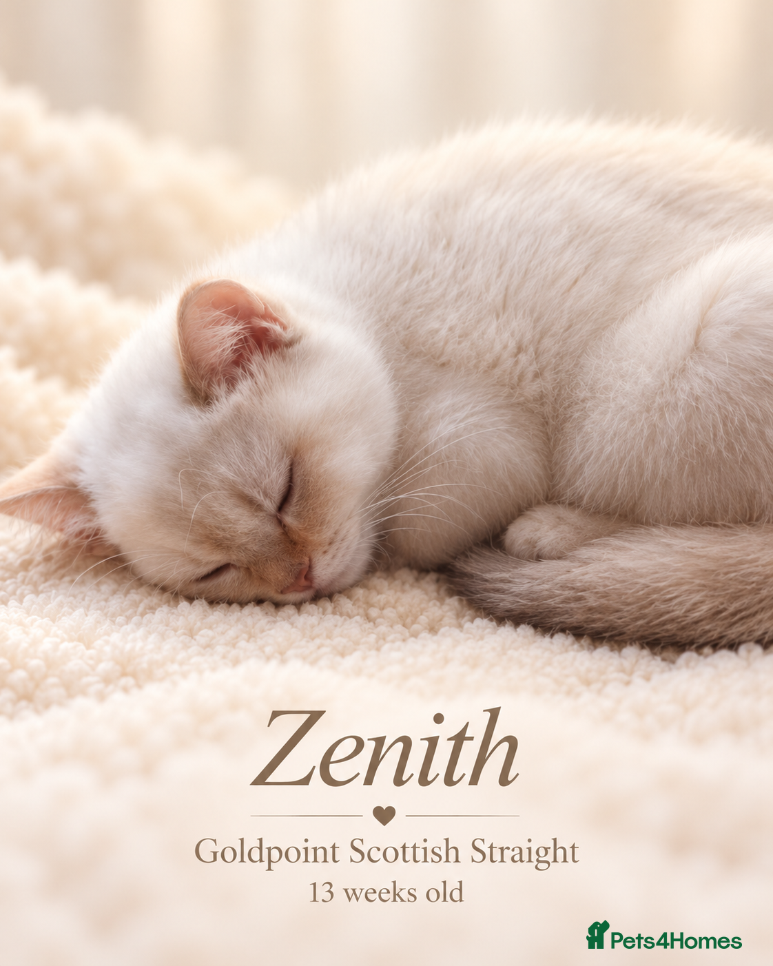Scottish Fold cats for sale: Beautiful Scottish Boys Looking for Loving Homes - Advert 2