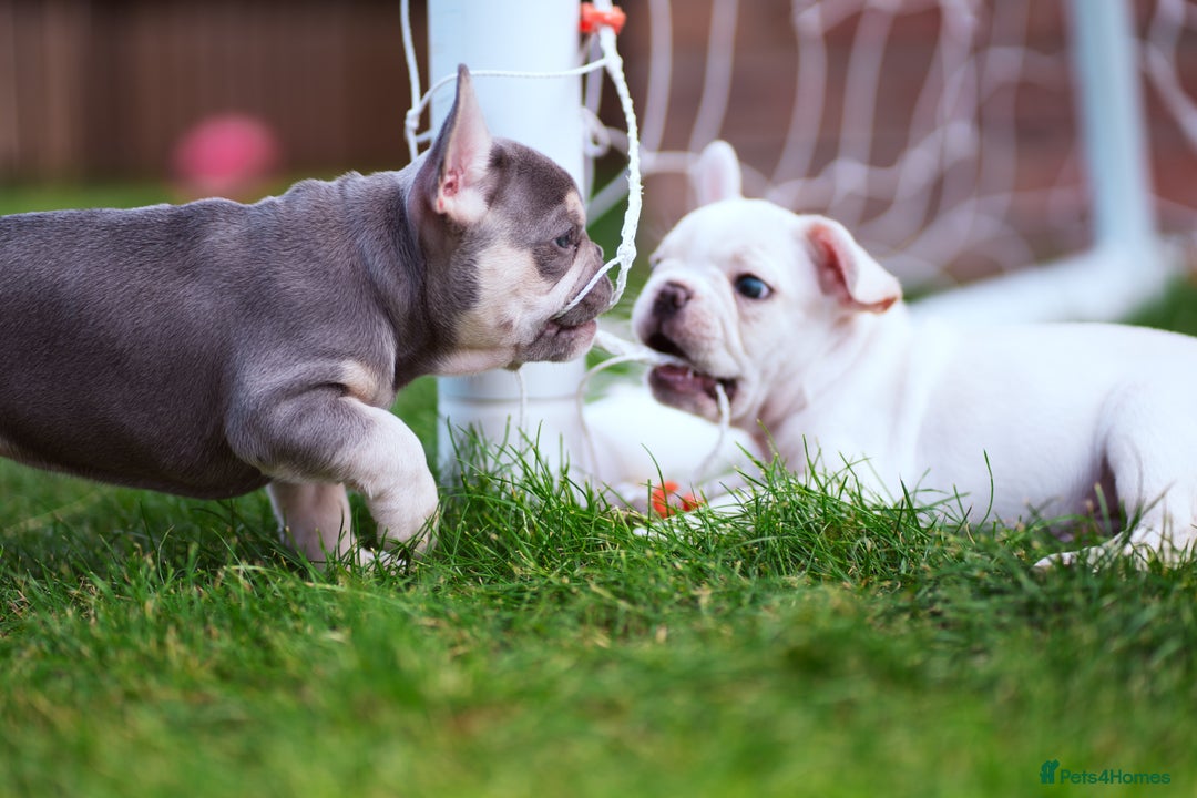 French Bulldog dogs for sale: Ready to go 2 x male French Bulldog KC registered - Image 26