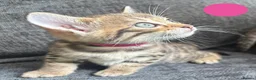 Bengal cats for sale: Beautiful Bengal Cross Kittens - Advert 11