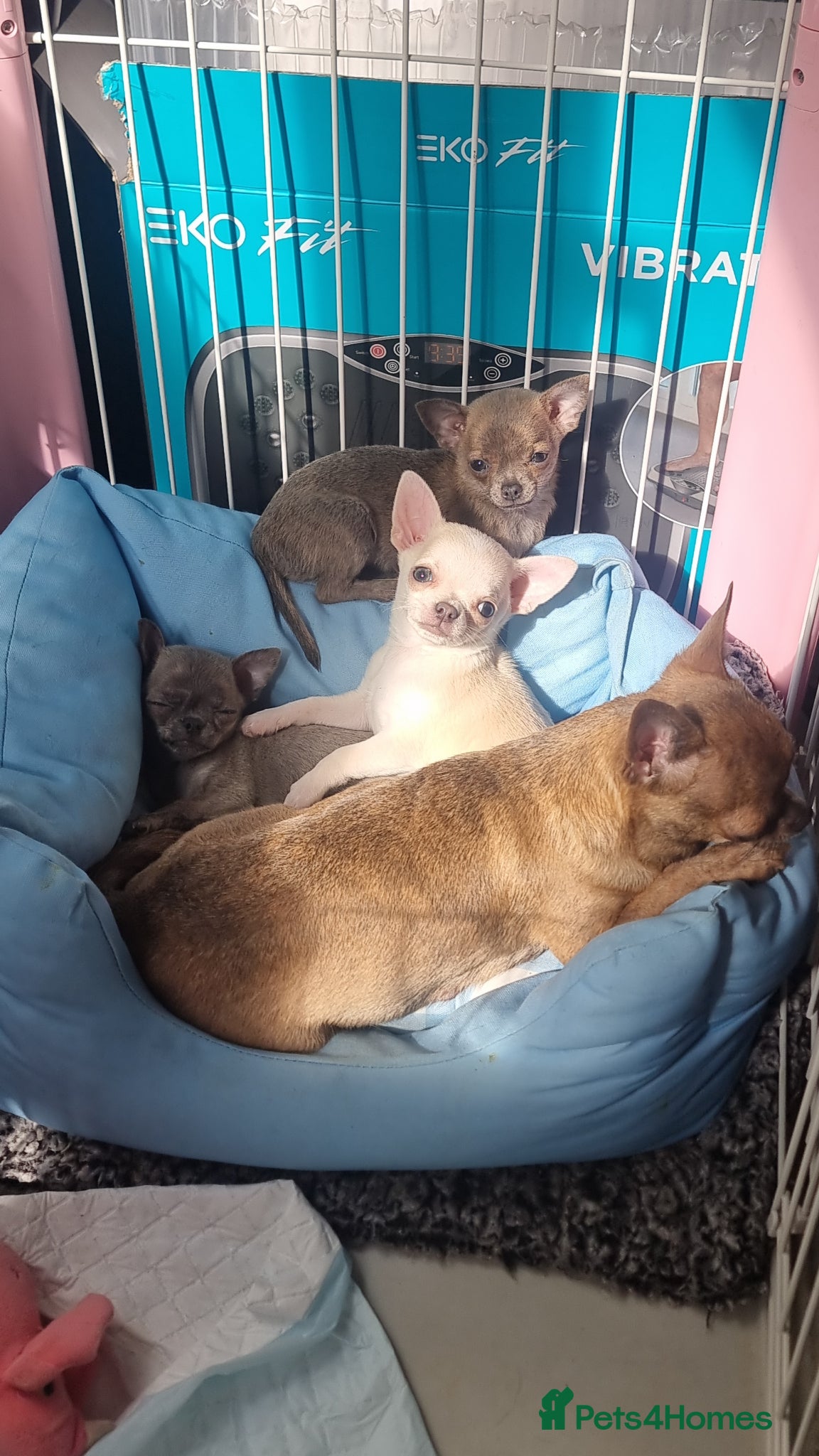 Chihuahua dogs for sale: Exquisite teeny Chihuahua puppies - Advert 6