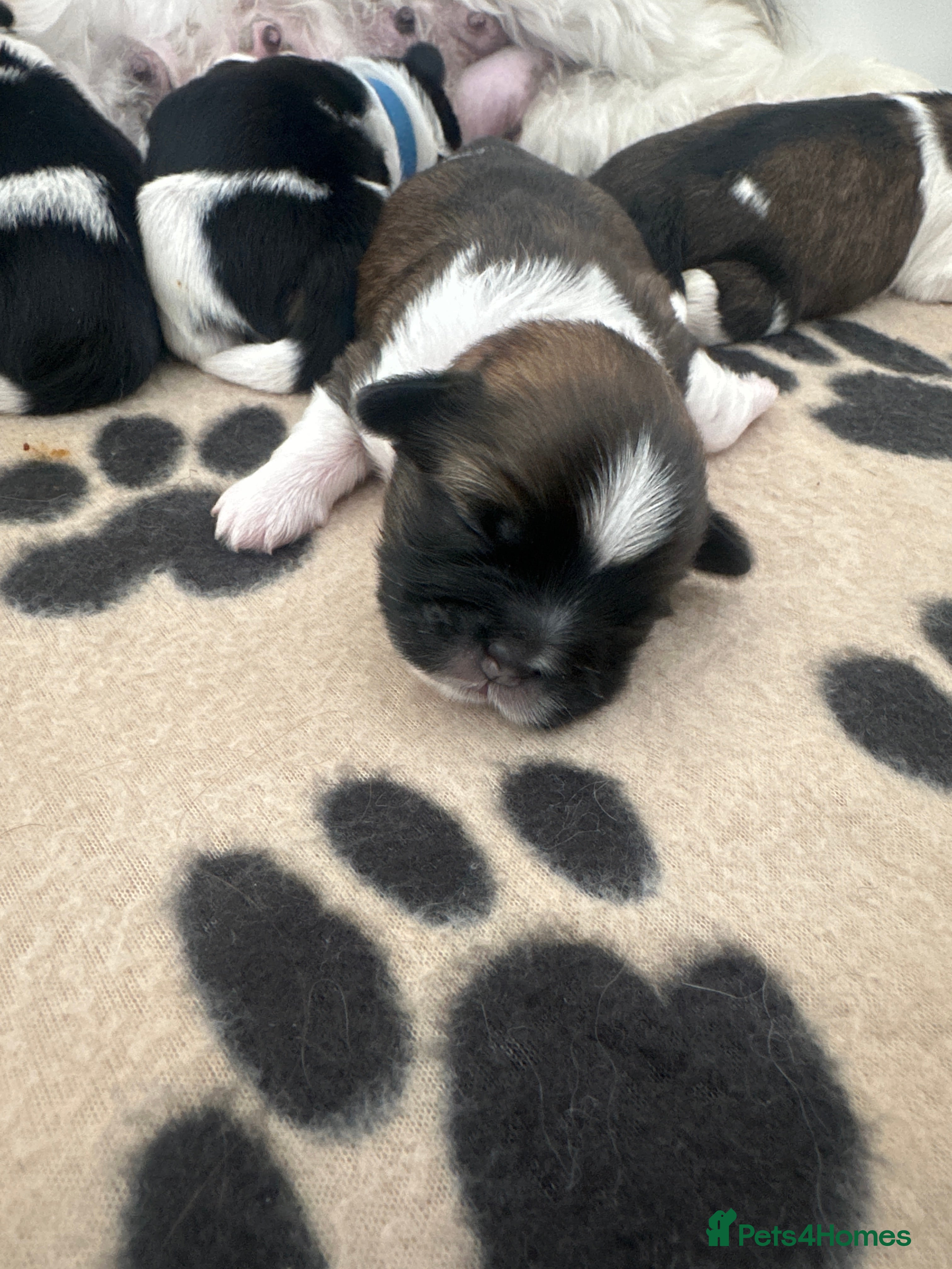 Shih Tzu dogs Shih Tzu puppies - Advert 2