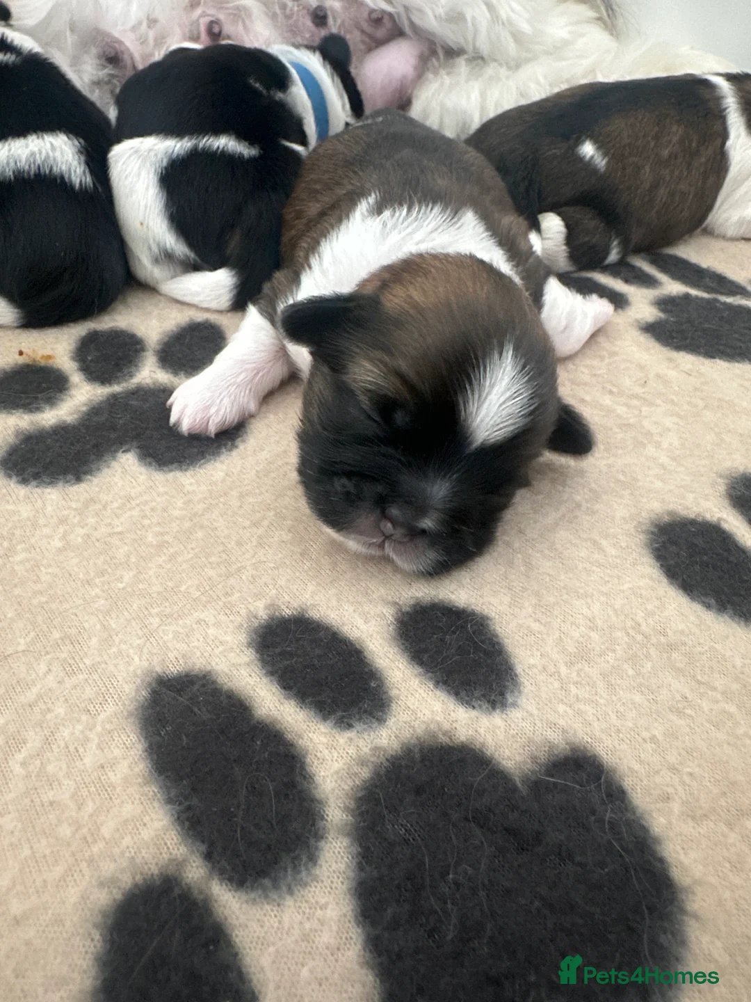 Shih Tzu dogs for sale: Shih Tzu puppies - Advert 2