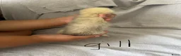 Ferret rodents for sale: Stunning part angora kits for sale in Cardiff - Advert 31
