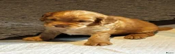 Cocker Spaniel dogs for sale: Golden Working Cocker Spaniel Puppies  - Advert 2