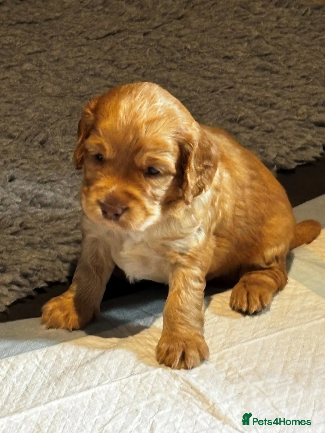 Cocker Spaniel dogs for sale: Golden Working Cocker Spaniel Puppies  - Advert 2