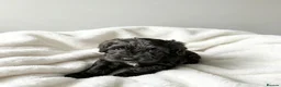 Cockapoo dogs for sale: F1 Showtype Cockapoo - Advert 17
