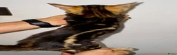 Bengal cats for sale: Beautiful Purebred Bengal Kittens – Ready Now! - Advert 3