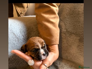 Mixed Breed dogs Stunning cockerbull puppies - Advert 18