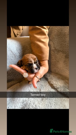 Mixed Breed dogs Stunning cockerbull puppies - Advert 2