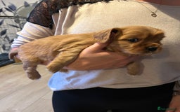 Cavapoo dogs for sale: Stunning Cavapoo puppies  - Image 17