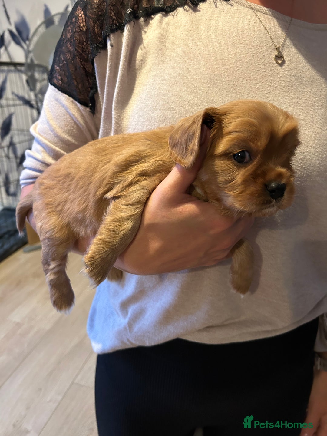 Cavapoo dogs for sale: Stunning Cavapoo puppies  - Image 17
