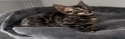 Bengal cats for sale: Exceptional kittens in silver, brown and charcoal - Advert 25