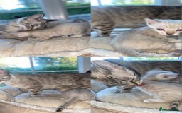Bengal cats for sale: 5 Bengal Kittens (snow, brown, black) - Image 13