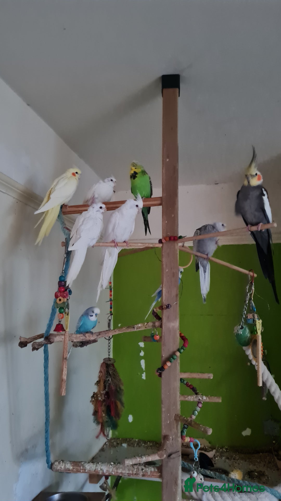 Cockatiels birds for sale: Baby cockatiels for sale  - Advert 2