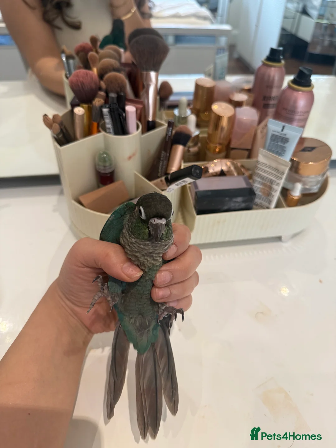 Conures birds for sale: 4 weeks old Hand tamed Conure- Male- New- Baby - Advert 1