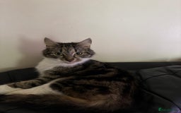 American Shorthair cats for sale: Lovely grey tabby cat for sale - Image 2
