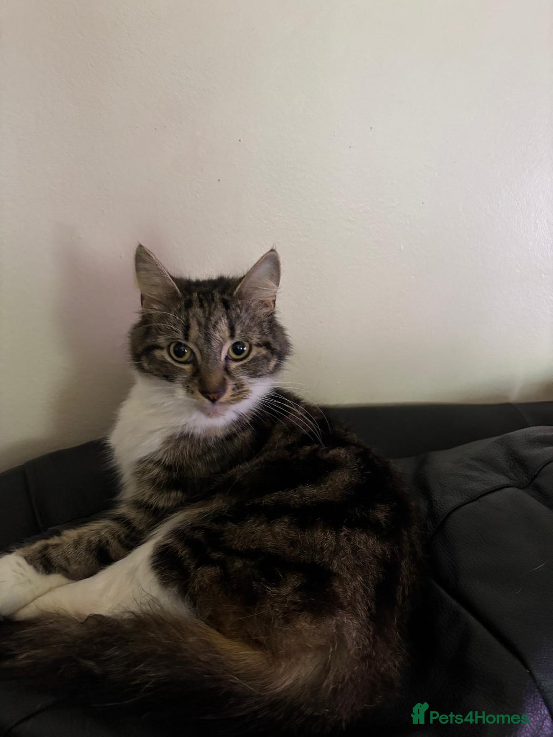 American Shorthair cats for sale: Lovely grey tabby cat for sale - Image 2