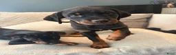 Mixed Breed dogs for sale: 6 Rottweiler catahoula bully puppies  - Advert 10