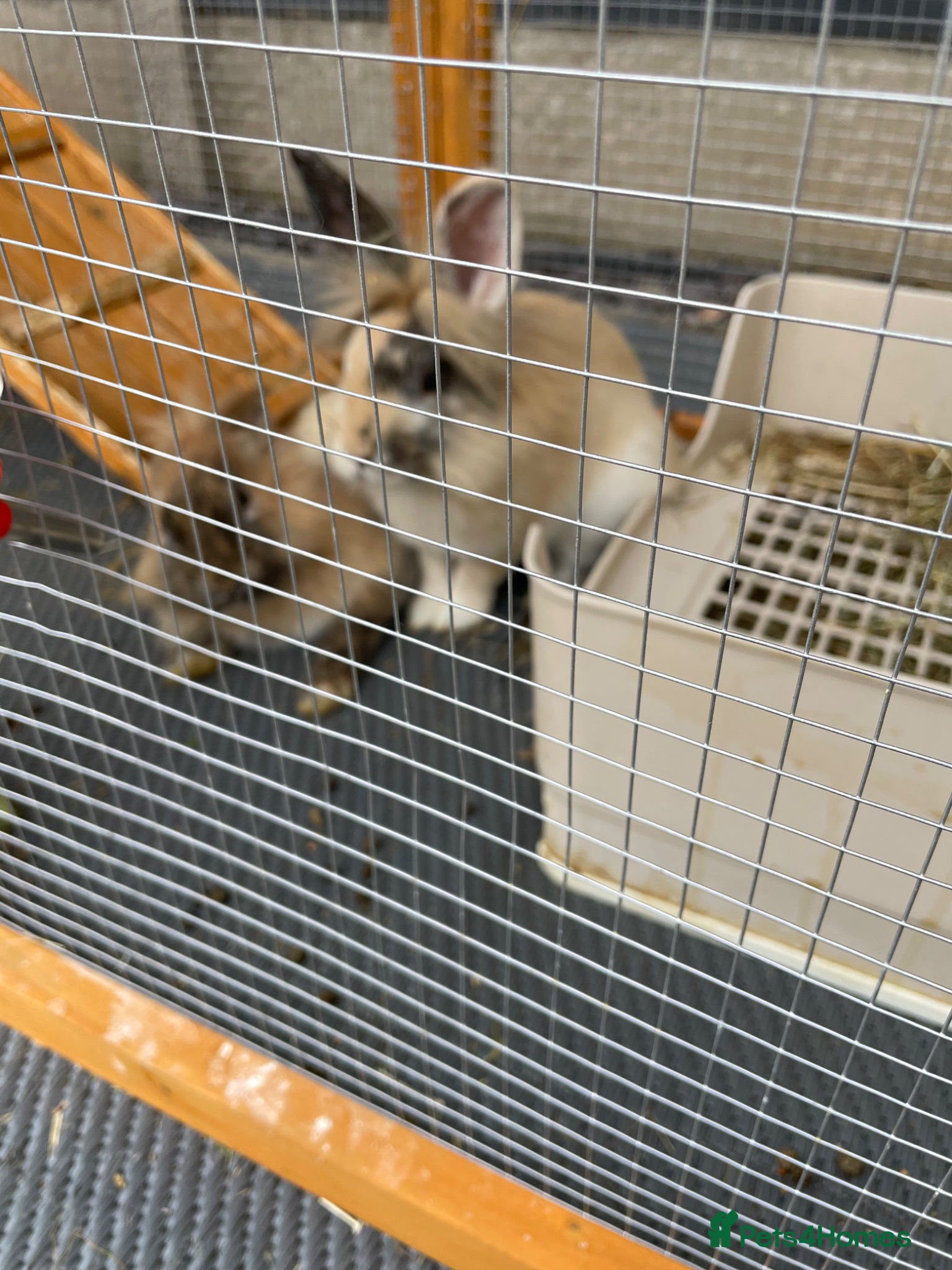 Lionhead rabbits Free - 2 boy rabbits, hutch and travel carrier - Advert 14