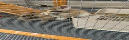 Lionhead rabbits for sale: Free - 2 boy rabbits, hutch and travel carrier in Solihull - Advert 1