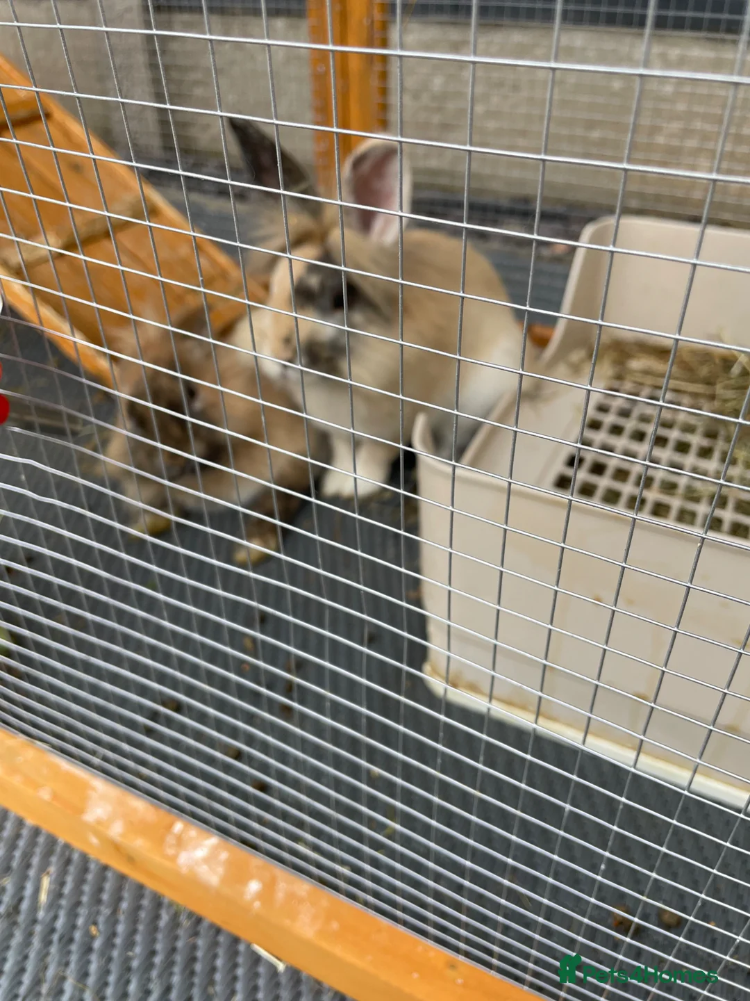 Lionhead rabbits for sale: Free - 2 boy rabbits, hutch and travel carrier in Solihull - Advert 1