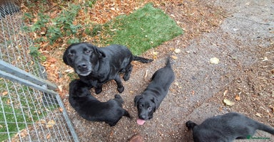 Labrador Retriever dogs - Advert 13