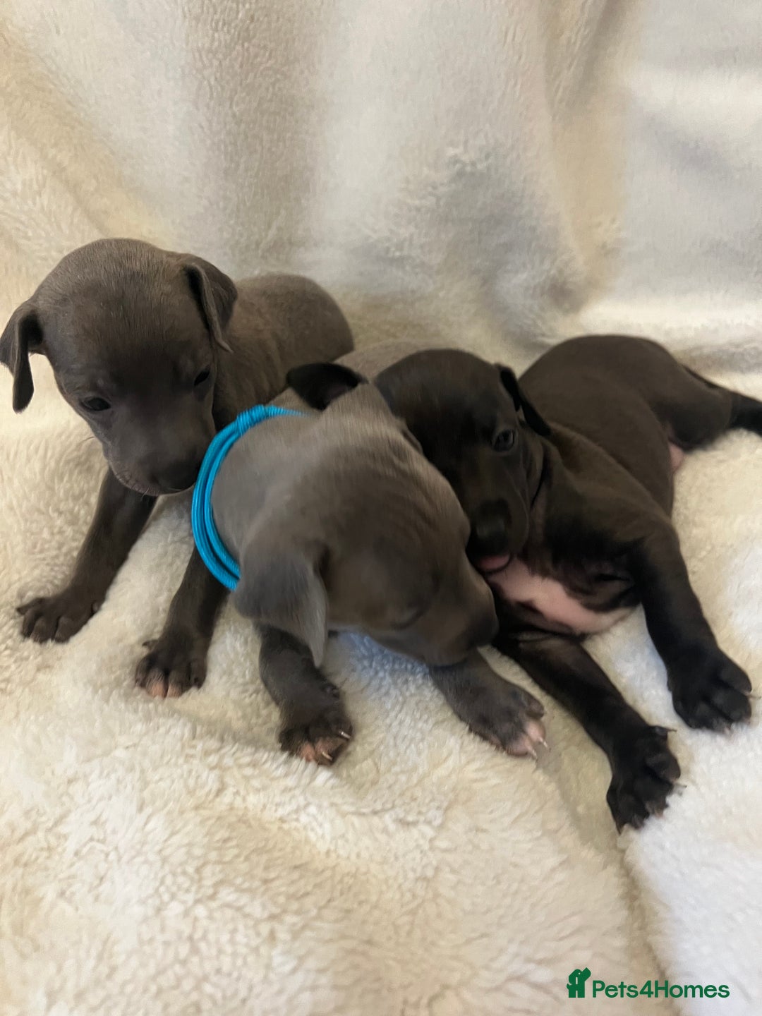 Italian Greyhound dogs for sale: Cutest ** KC Italian Greyhound’s  - Image 5
