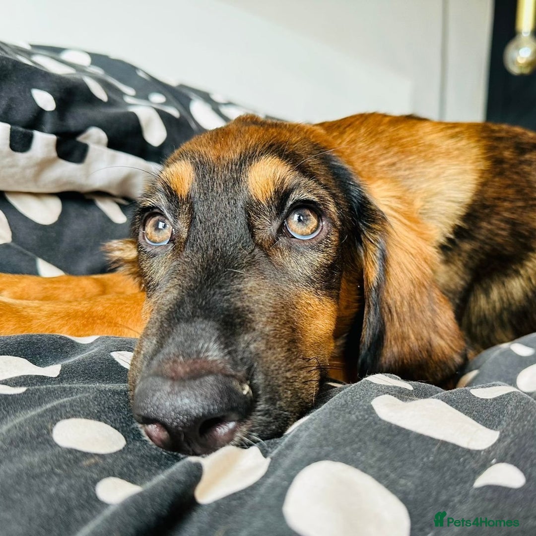 Mixed Breed dogs for adoption: Clover (Shepherd/Hound mix) - Image 14