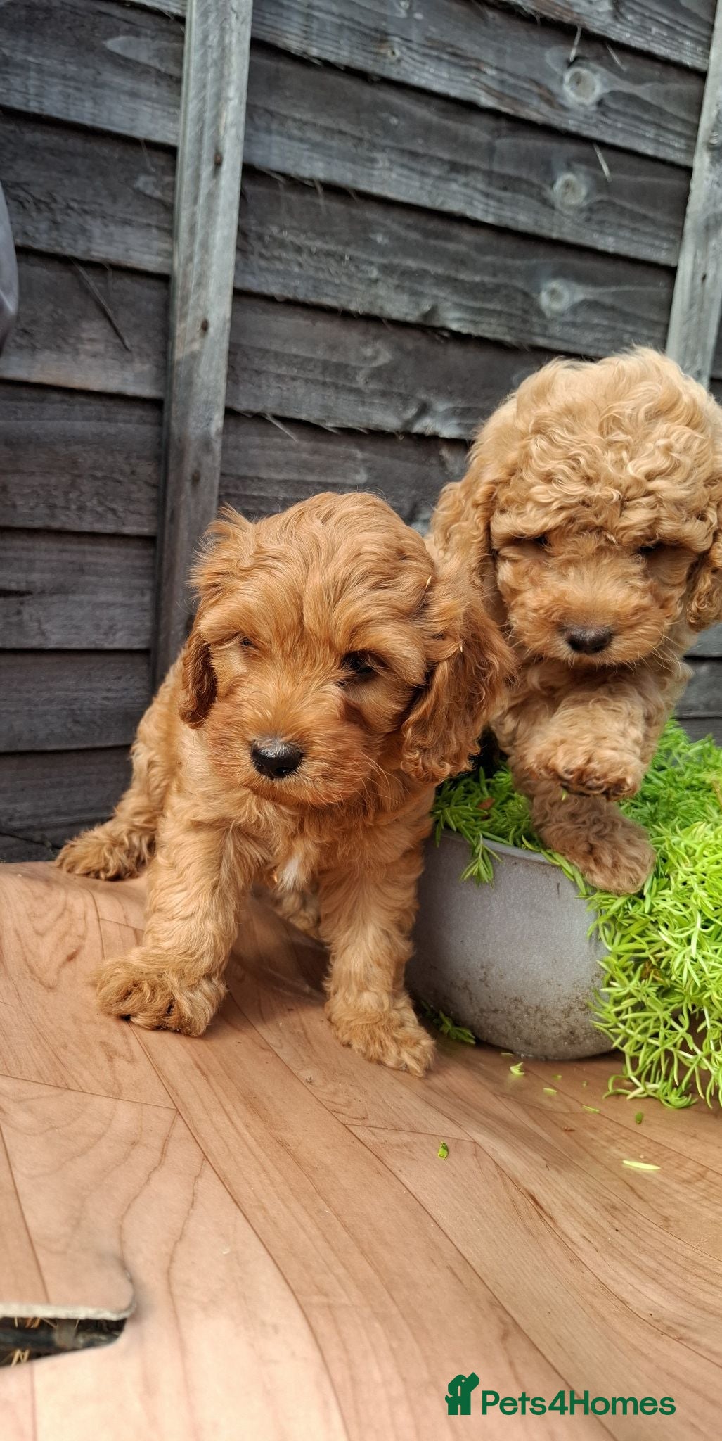 Cavapoo dogs 2 LEFT!! 4 Weeks free insurance  - Advert 2