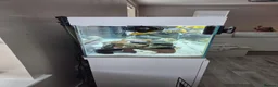 Cichlids fish for sale: Full tank set up & Cichlids  in Salford - Advert 4