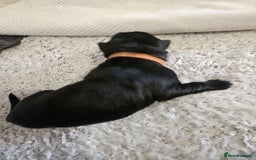 German Shepherd dogs for sale: Beautiful German Shepherd Pups for sale - Image 8