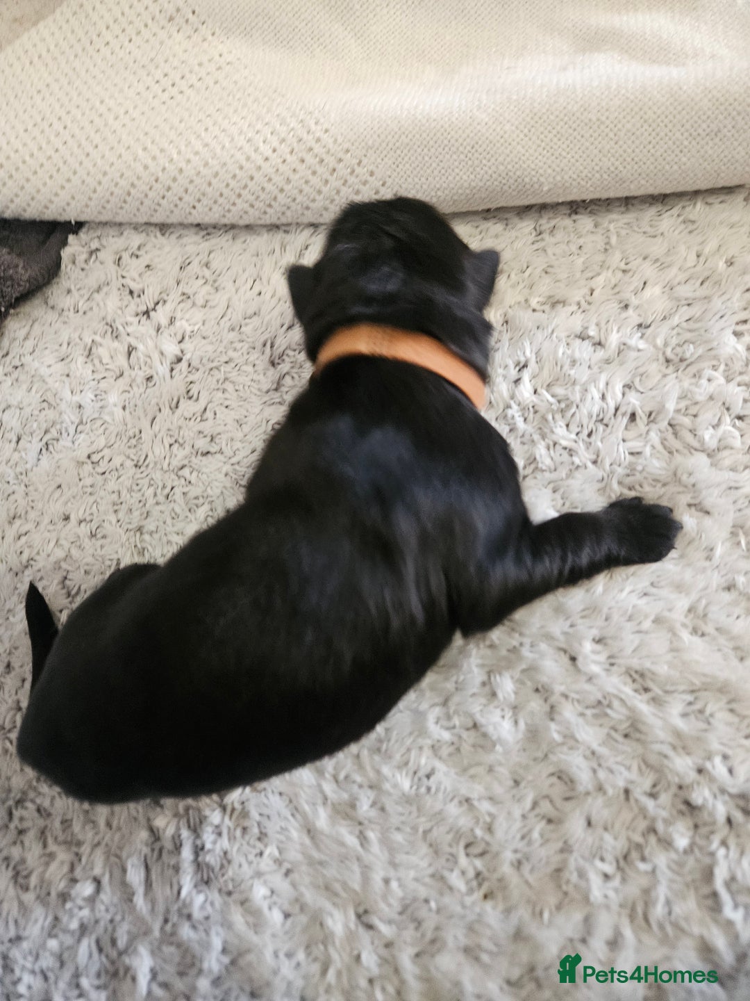 German Shepherd dogs for sale: Beautiful German Shepherd Pups for sale - Image 8