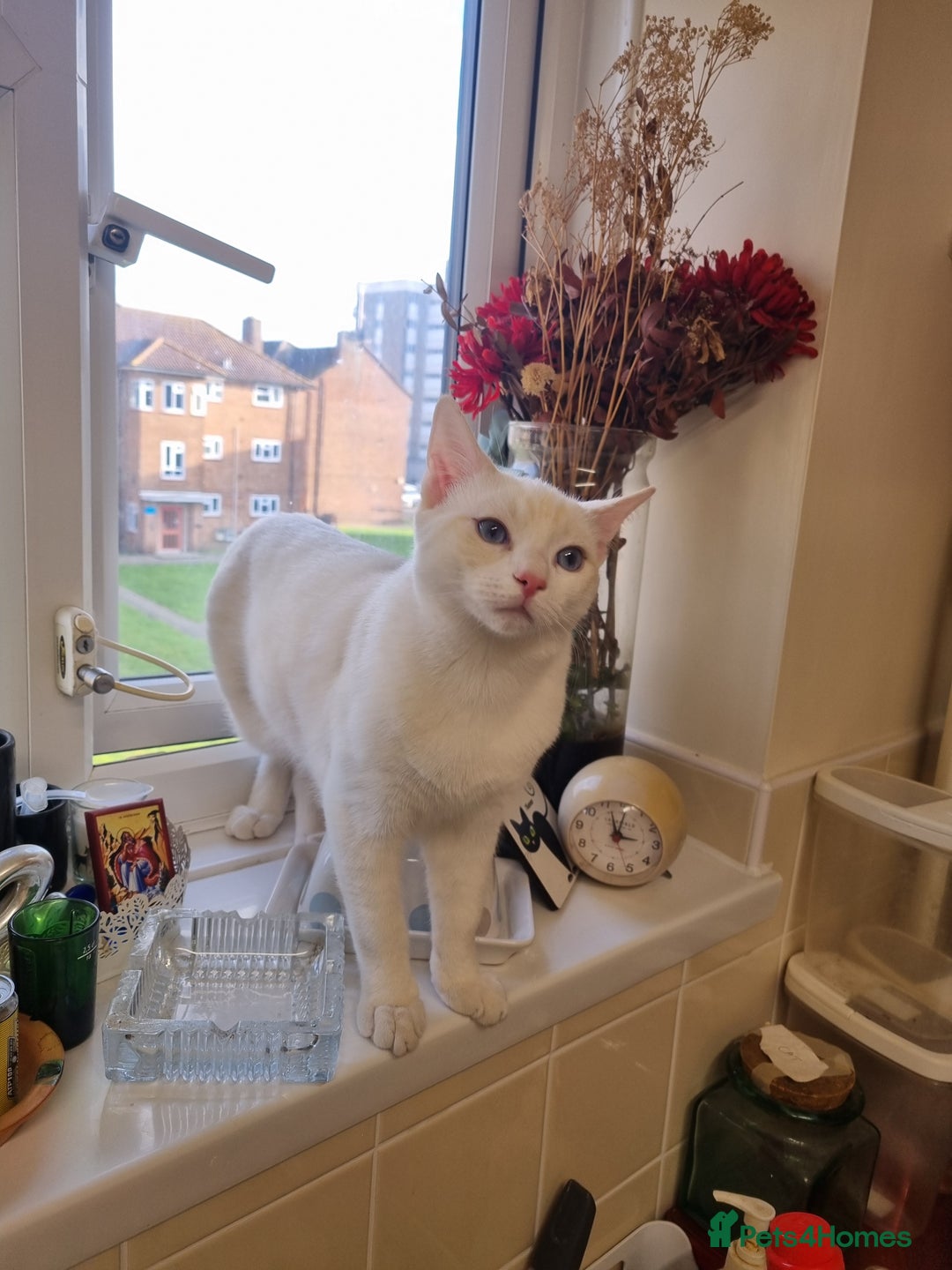 Siamese cats for sale: Flame point siamese  - Advert 1