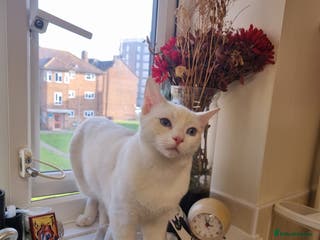 Siamese cats Flame point siamese - Advert 1