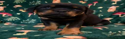 Rottweiler dogs for sale: Beautiful Rottweiler Puppies Available  - Advert 23