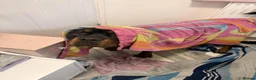 Rottweiler dogs for sale: mr milo in Haverhill - Advert 4