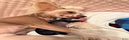 Chinese Crested dogs for sale: Pure breed Chinese Crested  - Advert 16