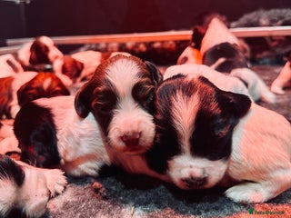 English Springer Spaniel dogs KC English Springer Spaniels - Advert 6