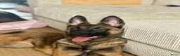 Mixed Breed dogs for sale: Belgium malinois X German shepherd  - Advert 5