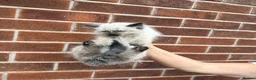Ragdoll cats for sale: Ragdoll Kittens  - Advert 13