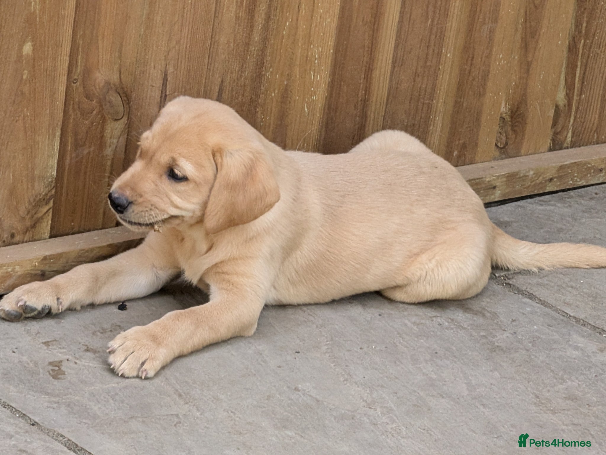 Labrador Retriever dogs 3 Labrador puppies for sale from Drakeshead lines  - Advert 2