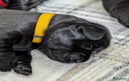 Labrador Retriever dogs for sale: Stunning labrador puppies from good working lines - Advert 33