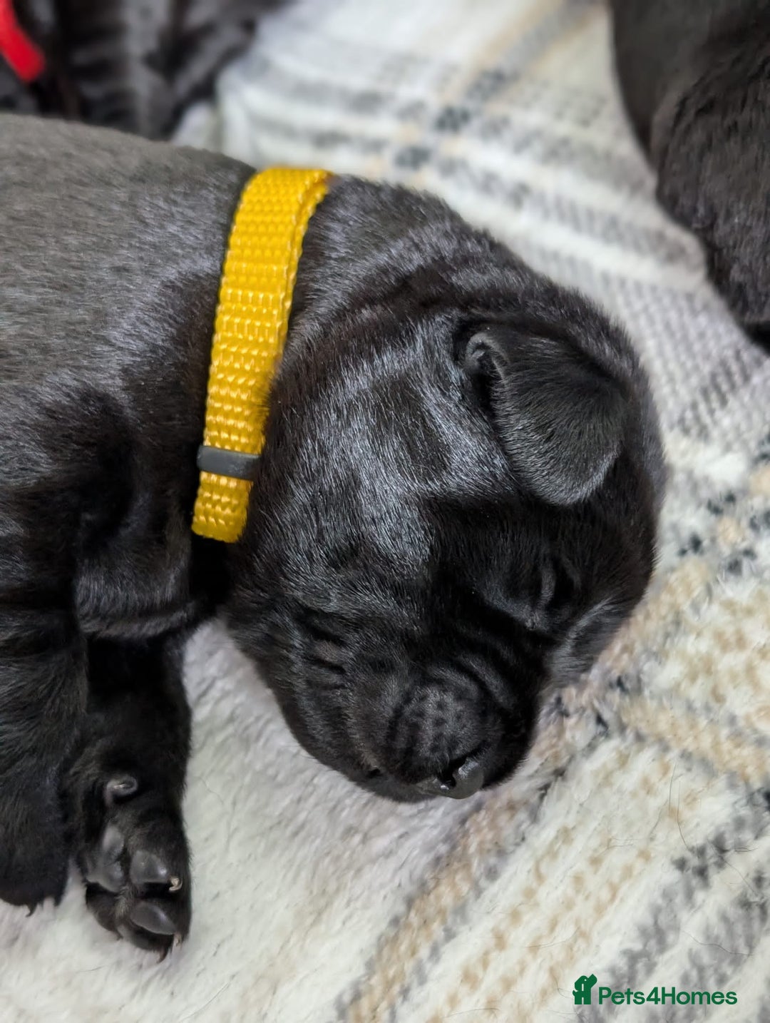 Labrador Retriever dogs for sale: Stunning labrador puppies from good working lines - Advert 33