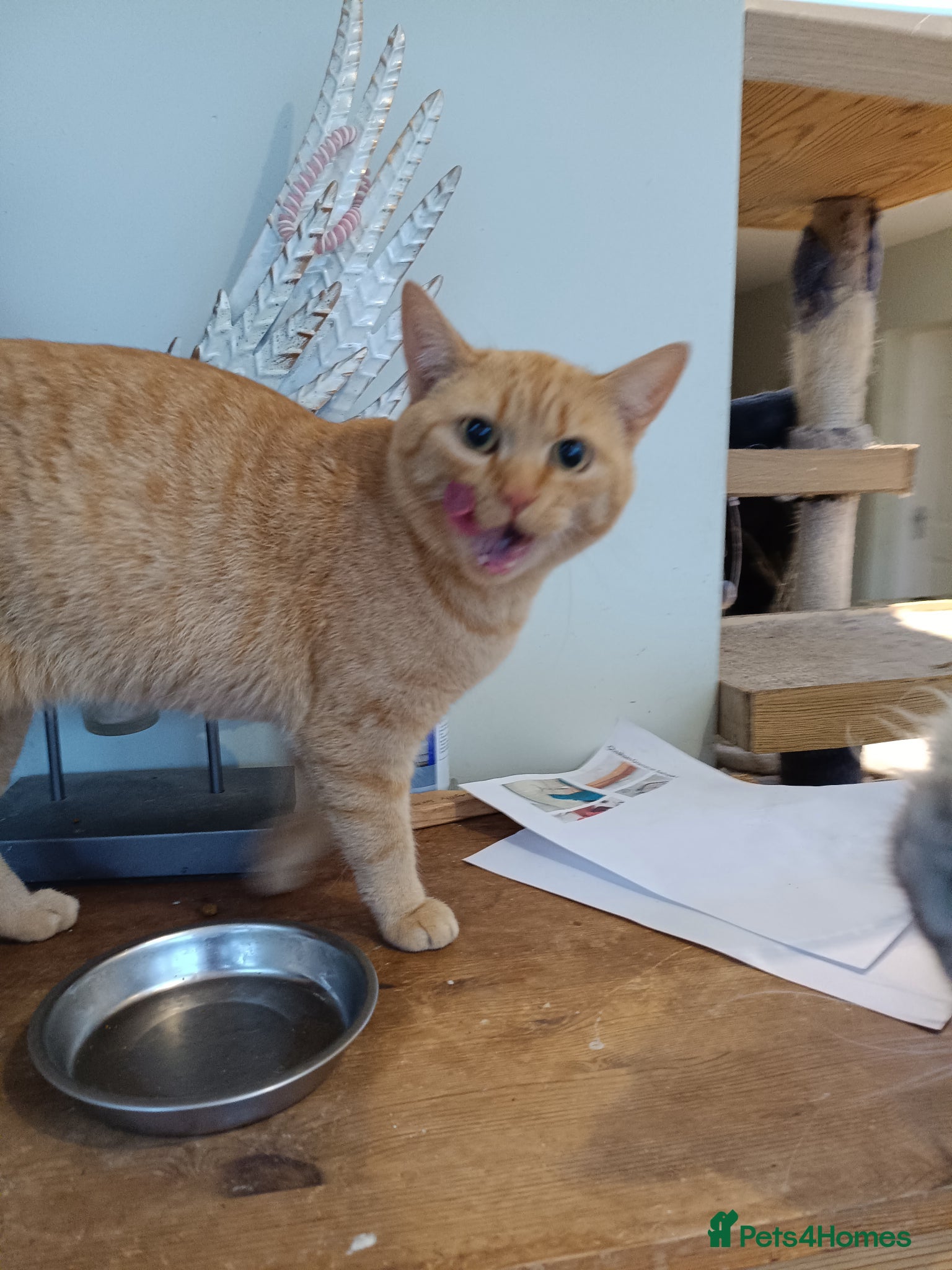 Mixed Breed cats 5* star home wanted!! - Advert 4