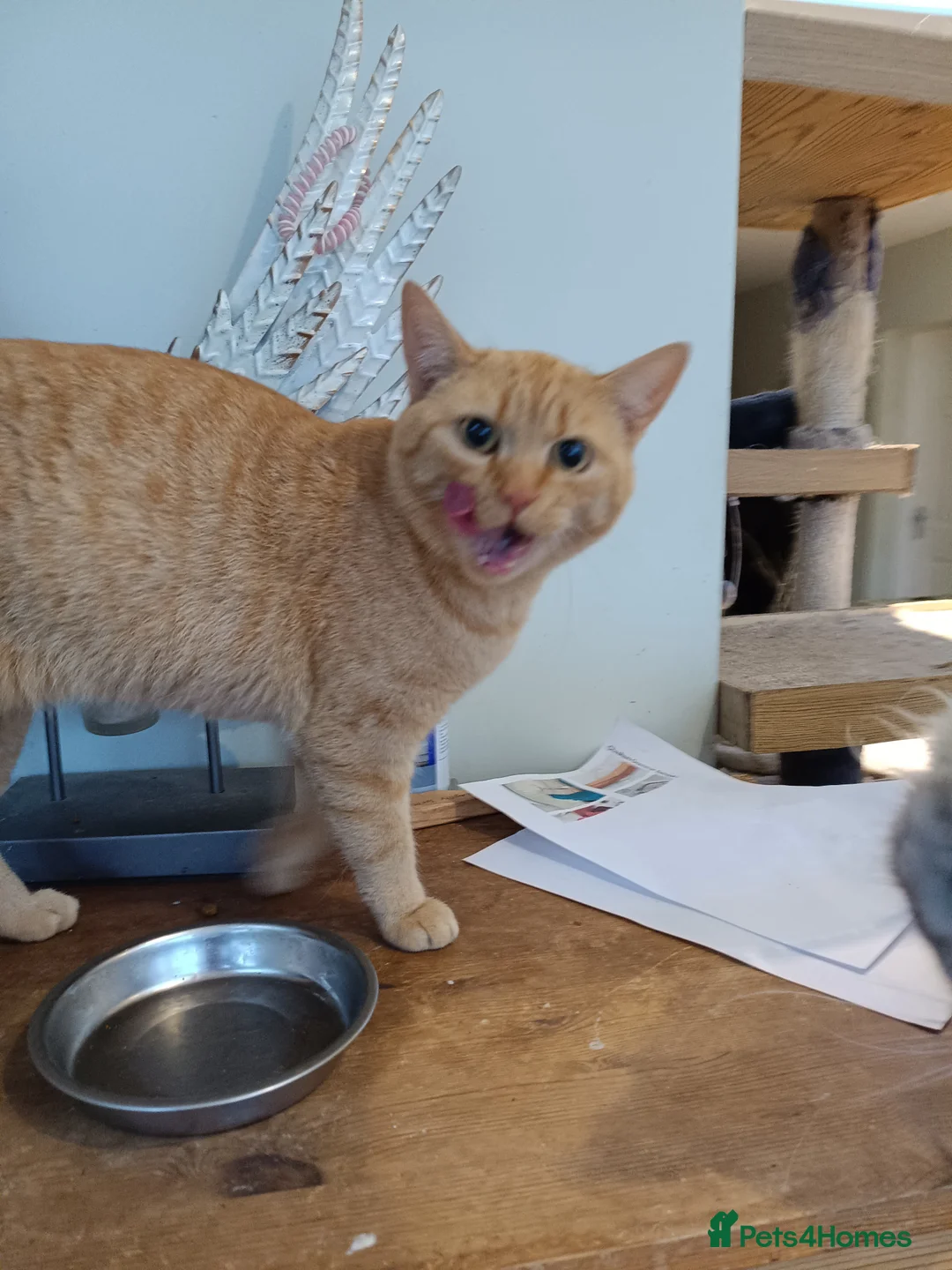 Mixed Breed cats for sale: 5* star home wanted!! - Advert 1