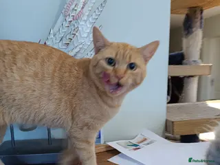 Mixed Breed cats 5* star home wanted!! - Advert 2