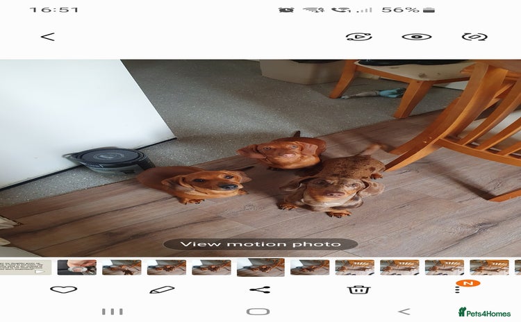 Miniature Dachshund dogs - Advert 2